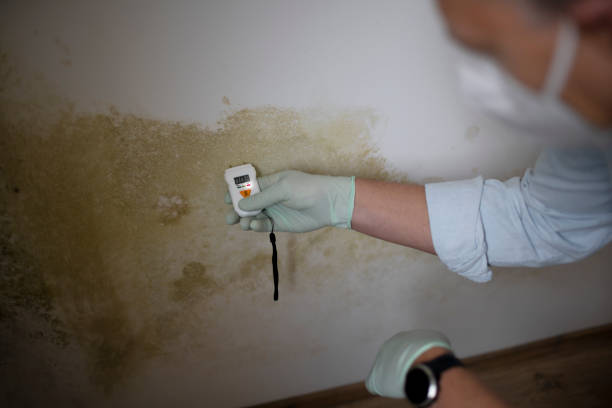 Best DIY Mold Remediation Support Services in Waymart, PA